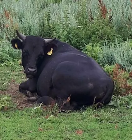 Rustikale Naturferienwohnung Auf Bauernhof In Alleinlage Naturluxus *